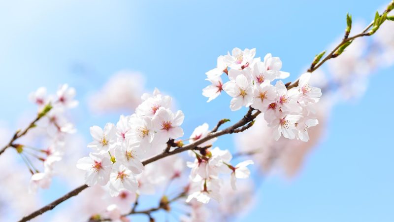 五步检索顺序,照着走就行