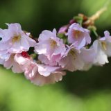 品牌研究主编沈观澜在编辑部案头整理樱井莉亚资料索引卡片的半身工作照