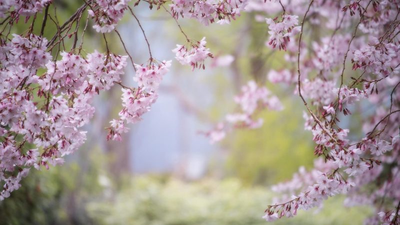 按月归档场景:樱井莉亚番号归档的月度盒怎么排