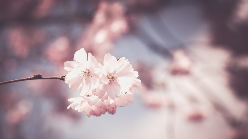 樱井莉亚 场景参考图